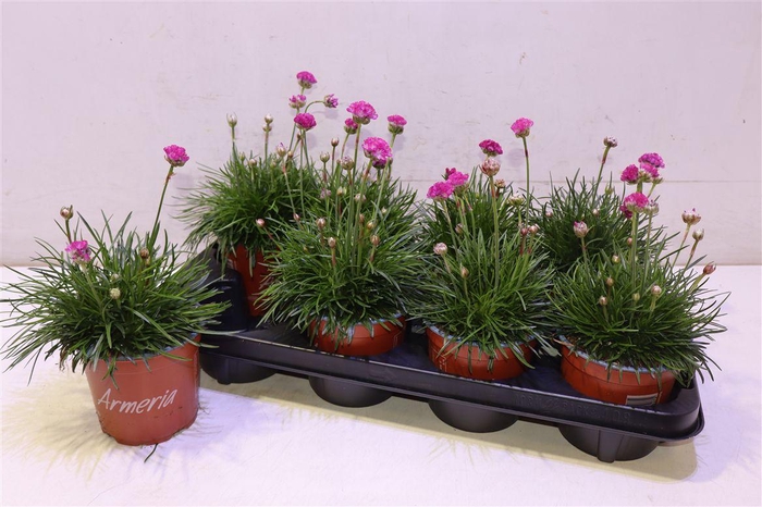 <h4>Arme Mar Rosea</h4>