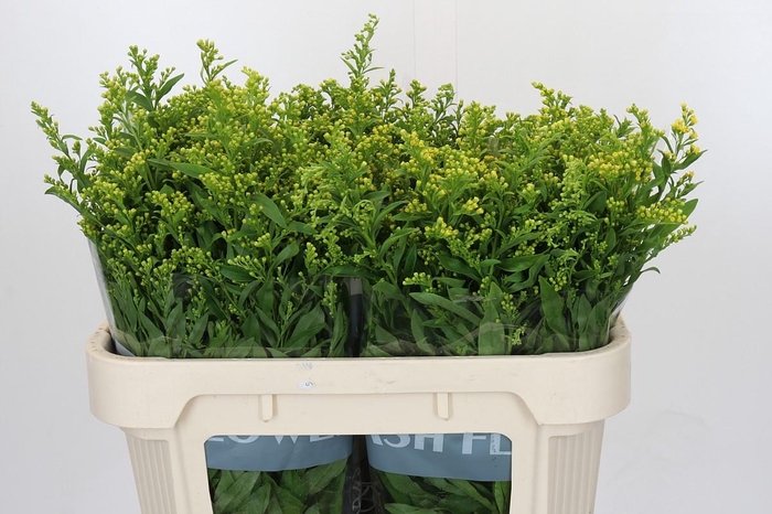 <h4>Solidago Golden Glory</h4>
