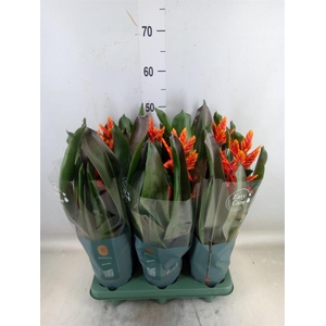 Aechmea  'Pepita Elegant Flames'