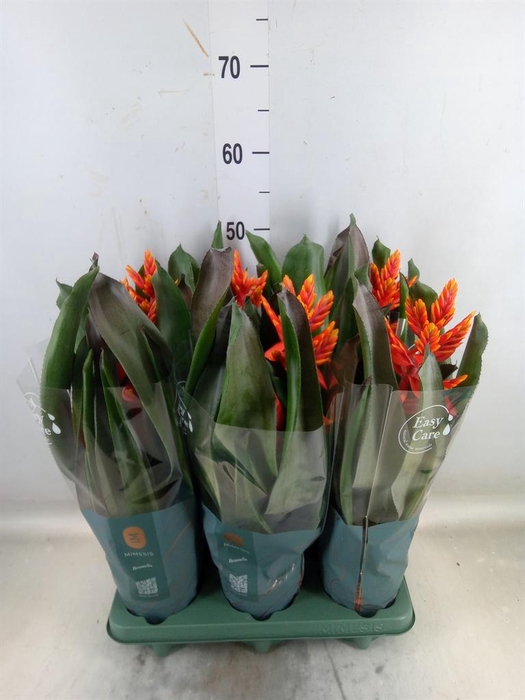 <h4>Aechmea  'Pepita Elegant Flames'</h4>