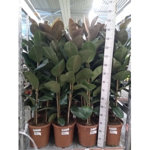 Ficus elastica 'Robusta'