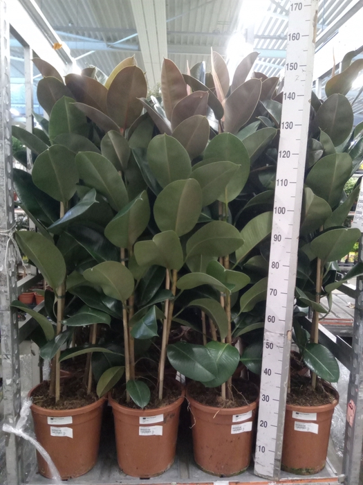 <h4>Ficus elastica 'Robusta'</h4>