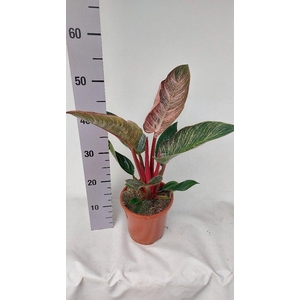 Philo pink bikini 12 cm