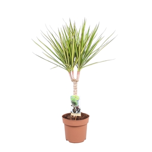 Dracaena Sunray enkele stam - hoogte 65-70