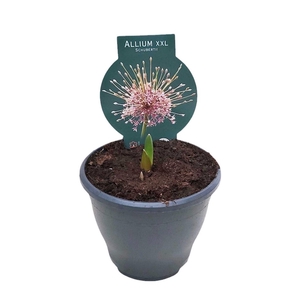 Droge bollen Allium (bol)