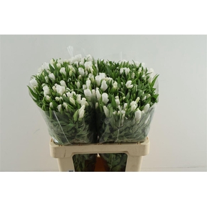 Clarkia (godetia) White