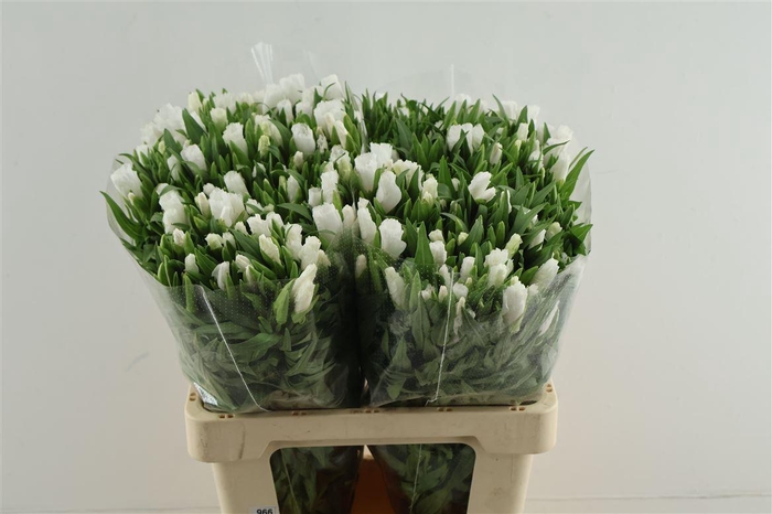 <h4>Clarkia (godetia) White</h4>