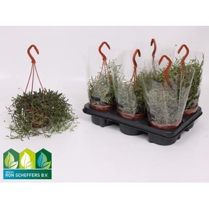 SENEC H PURPLE FLUSH