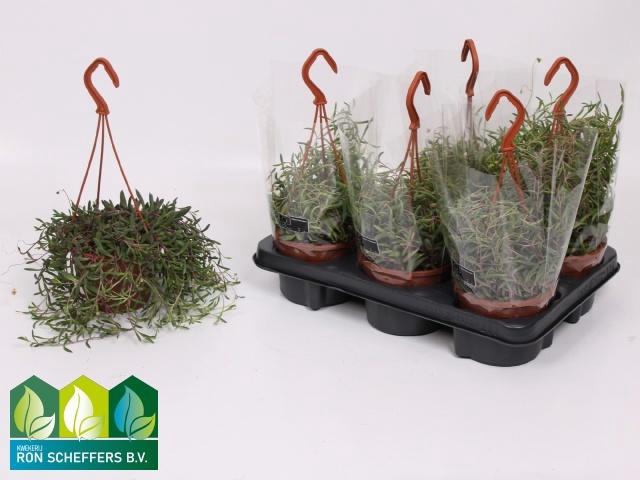 <h4>SENEC H PURPLE FLUSH</h4>