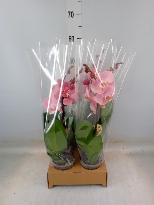 <h4>Phalaenopsis ...</h4>
