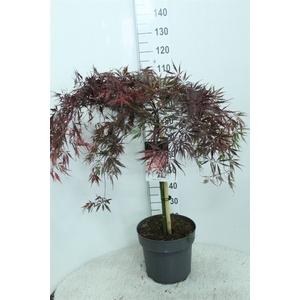 Acer palmatum 'Garnet'