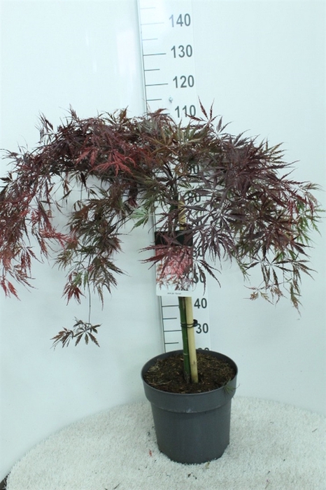 <h4>Acer palmatum 'Garnet'</h4>