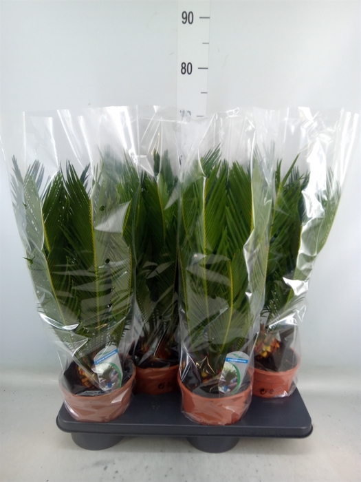 <h4>Cycas revoluta</h4>