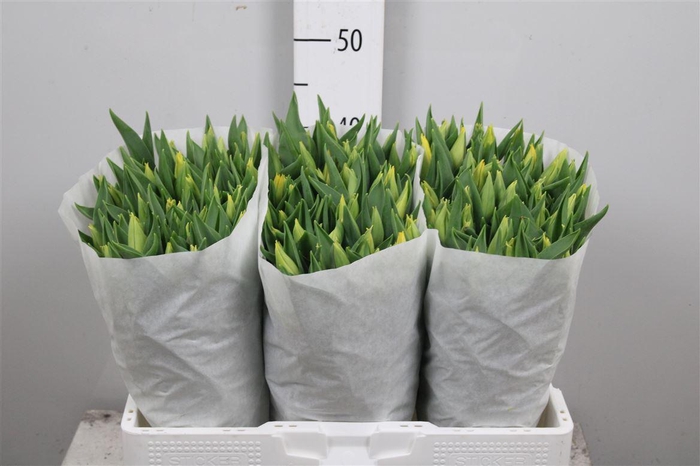 <h4>Tu En Strong Gold</h4>