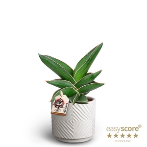 SANSEVIERIA EHRENBERGII