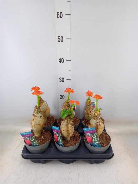 <h4>Jatropha podagrica</h4>