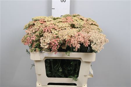 <h4>Achillea millef. 'Lachsschonheit'</h4>