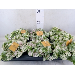 Tradescantia zebr. 'Purpusii'