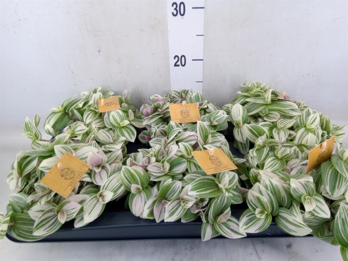 <h4>Tradescantia zebr. 'Purpusii'</h4>