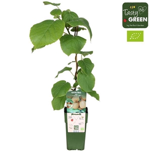 Actinidia deliciosa 'Jenny' Bio P15
