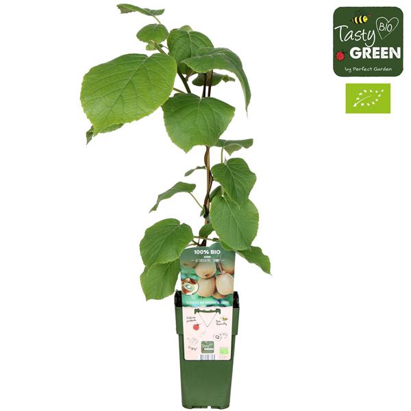 <h4>Actinidia deliciosa 'Jenny' Bio P15</h4>
