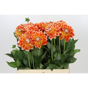 Dahlia Hapet Harmony