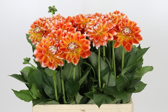 <h4>Dahlia Hapet Harmony</h4>