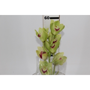 CYMBIDIUM HT 5/9 FLS VERDE