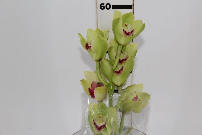 <h4>CYMBIDIUM HT 5/9 FLS VERDE</h4>