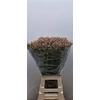 Lim Sin Anouchka Diamond