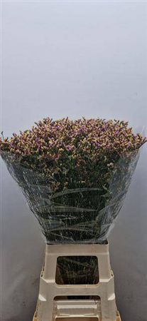Lim Sin Anouchka Diamond