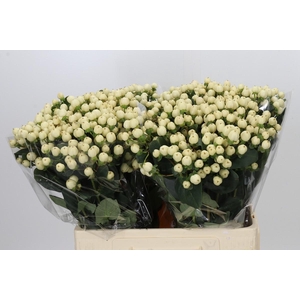 Hypericum Cool Romance