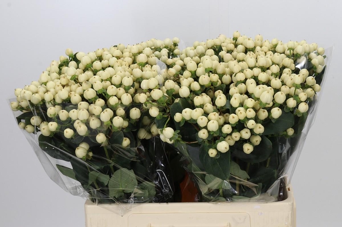 <h4>Hypericum Cool Romance</h4>