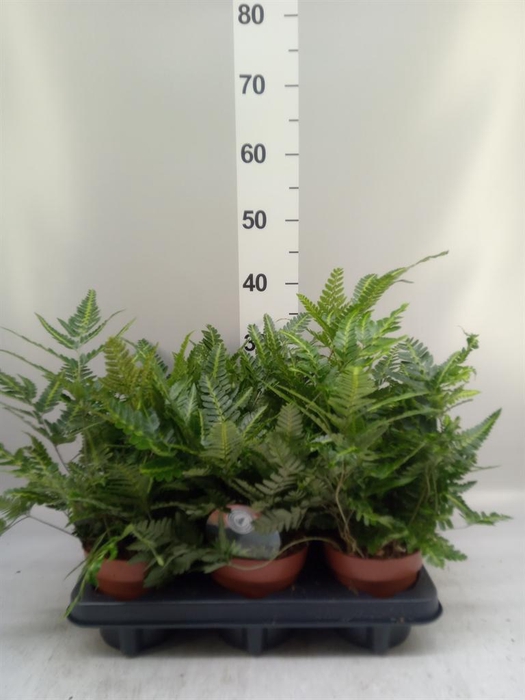 <h4>Arachniodes aristata 'Variegata'</h4>