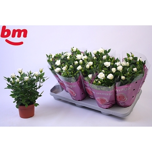 Rosa Polar Jewel Beau Monde 10,5cm