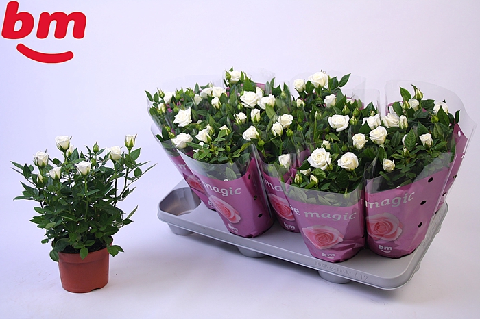 <h4>Rosa Polar Jewel Beau Monde 10,5cm</h4>