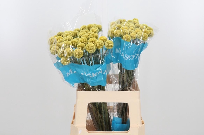 <h4>Craspedia - Overig</h4>