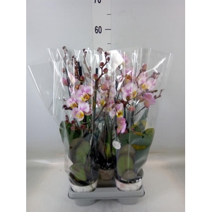Phalaenopsis   ...
