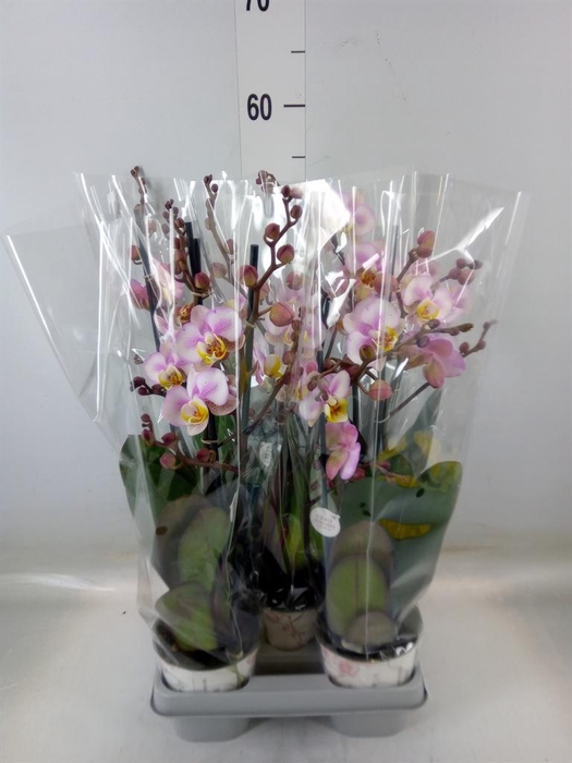 <h4>Phalaenopsis   ...</h4>