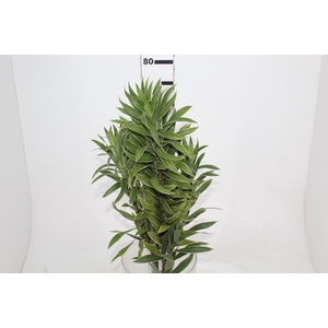 FOLHAGEM DRACENA PLEOMELE CINZA