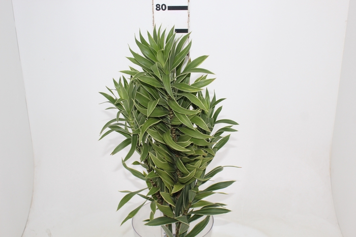 <h4>FOLHAGEM DRACENA PLEOMELE CINZA</h4>