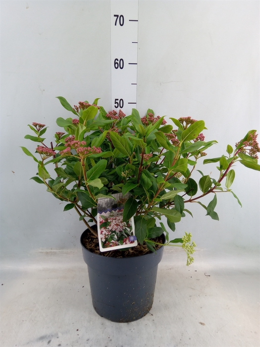 <h4>Viburnum tinus 'Gwenllian'</h4>