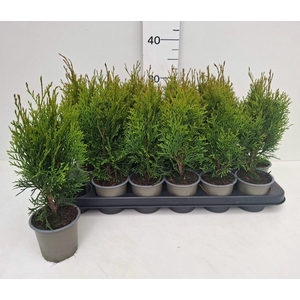 THUJA O SMARAGD