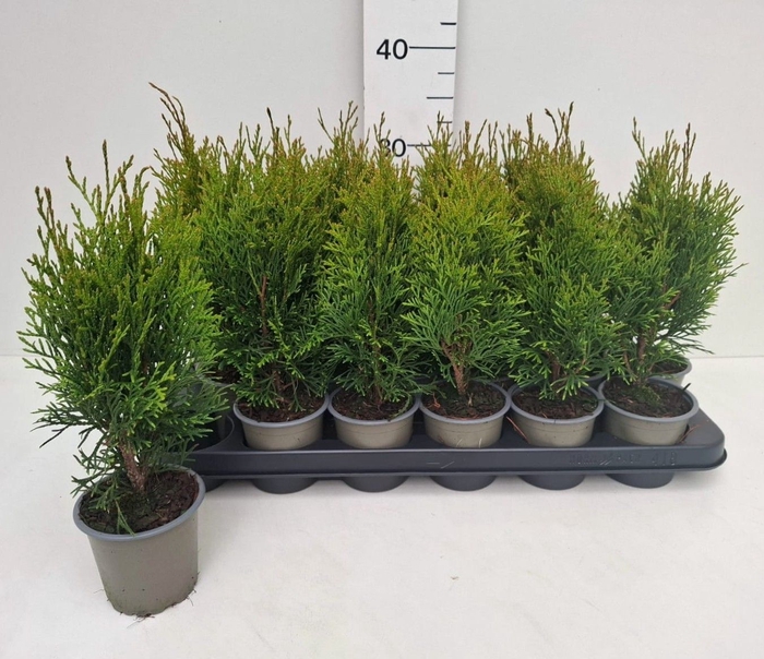<h4>THUJA O SMARAGD</h4>