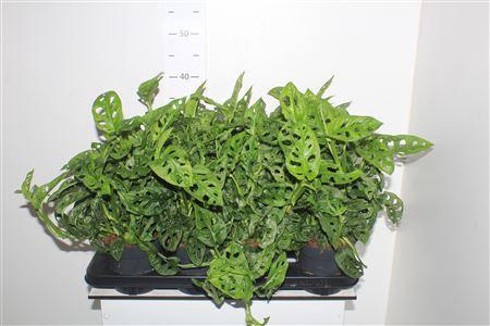 <h4>Monstera Adansonii</h4>