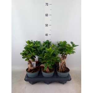 Ficus microcarpa 'Ginseng'