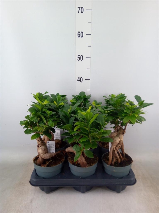 <h4>Ficus microcarpa 'Ginseng'</h4>