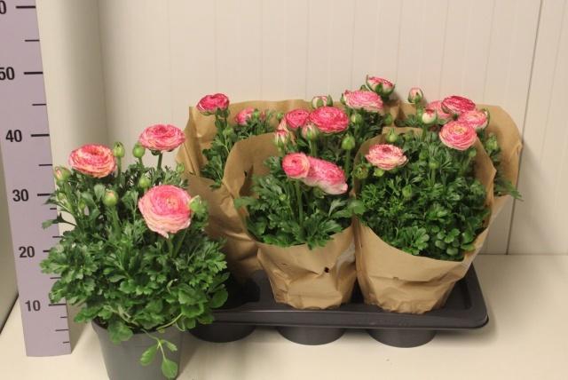 <h4>RANUN SUC XXL GEM</h4>