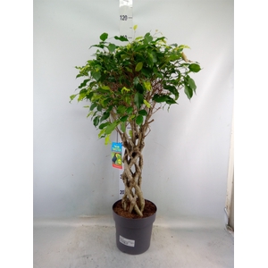 Ficus benja.   ...