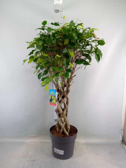 <h4>Ficus benja.   ...</h4>